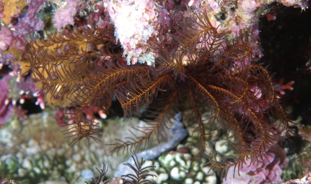 Phanogenia gracilis